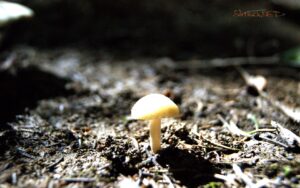 Kleiner Pilz im Wald.